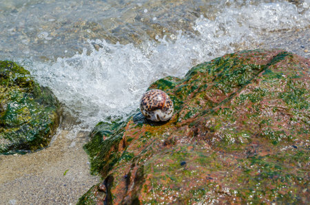 Shell Cypraea Tigris on a rock by the sea
