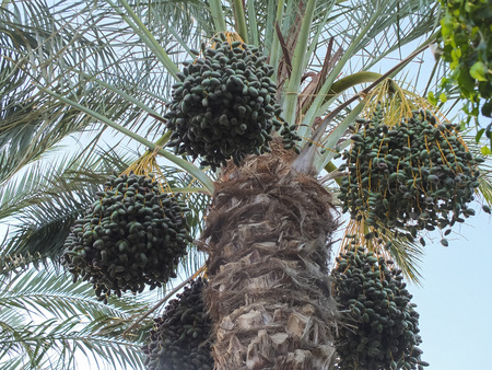 Date palm with fruits on a background of blue skyの写真素材