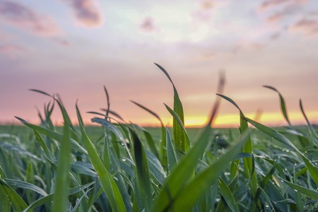 Field of green grass covered with dew at sunsetの写真素材