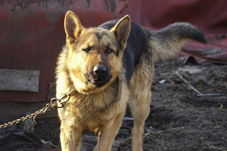 German Shepherd is tied to an iron chainの写真素材