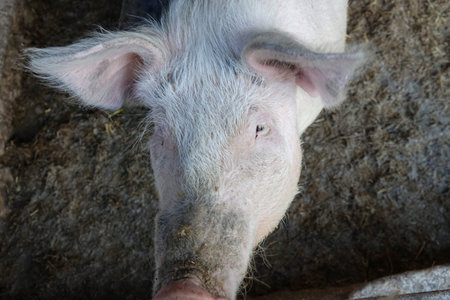 Pig on the farm close-up