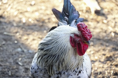 Close-up of a white rooster with a red comb on a farmの写真素材