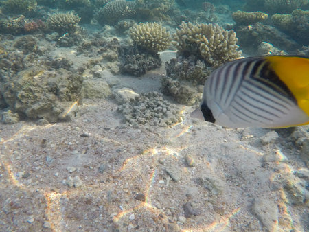 Undersea world. Coral fishes on the bottom of the Red Sea in Egypt