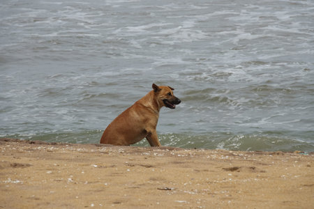 A dog sits on a sandy ocean beach. The coast of Sri Lankaの写真素材