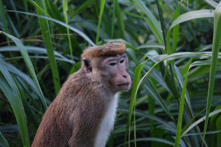 Portrait of a pensive monkey on a background of green leavesの写真素材
