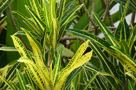 Green and yellow croton plant in a tropical garden. Colorful leaves of tropical crotons