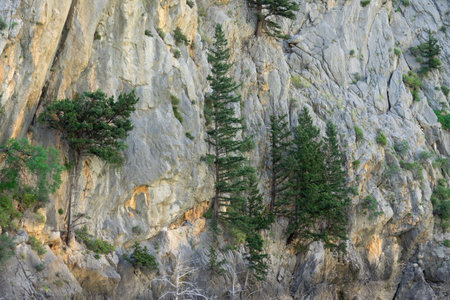 Green trees growing in the mountain rock. background. Green canyon, Manavgat, Antalya, Turkeyの写真素材