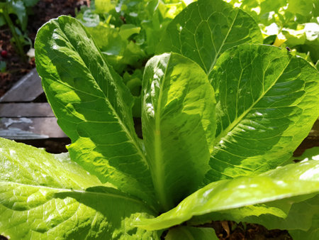 Green leaf lettuce grows in a vegetable garden. Fresh organic salad close-up. Vegetarian or vegan foodの写真素材