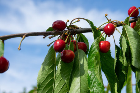 Ripe red cherries with green leaves grow on a branch against a blue sky. The ripened red cherryの写真素材