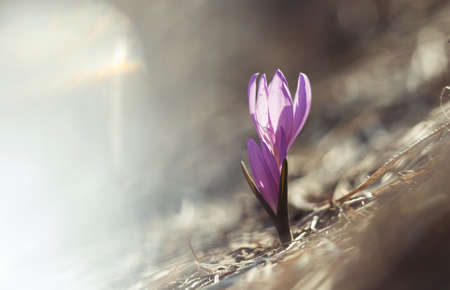 first spring flowers Bulbocodium versicolor at dawnの写真素材