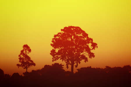 A big tree silhouette during sunset at Kengtungの写真素材