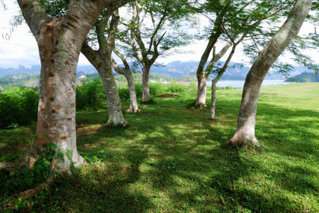 The way under tree shadeの写真素材