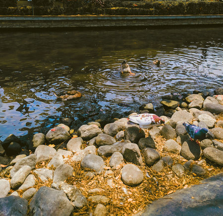 Ducksの写真素材