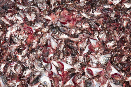 Abstract background with parts of dead fishes - their fishbones fins and eyes の写真素材