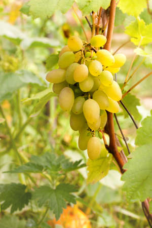 White shardonnay grape on grean leaf bacgroundの写真素材