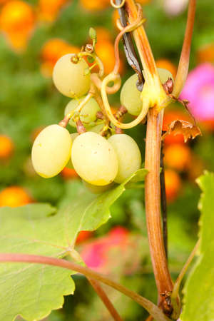 grape of chardonnay on its bunch close upの写真素材