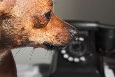 Cute puppy at reception area waits by the phone - close upの写真素材
