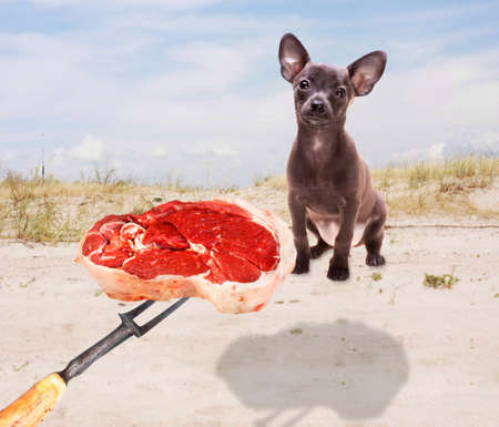 fun picture illustrating who someone teasing a cute russian toy terrier puppy with a piece of fresh juicy meatの写真素材