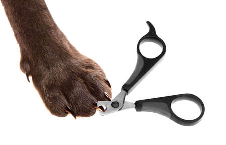 claw scissors and a paw with claws - selective focus on the point of interest where scissors meet a clawの写真素材