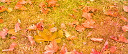 A carpet of colorful autumn leaves on dim grassの写真素材