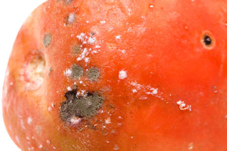 Close up of bad tomato with fungus spot  - selective focus on the spotの写真素材