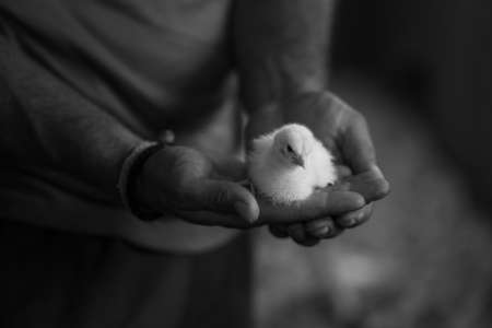 a small baby chicken in the hands of a farmer feeling lovedの写真素材