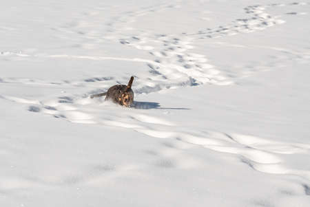 swiss avalanche search dog enjoys the deep snow in the swiss alps before he has to workの写真素材