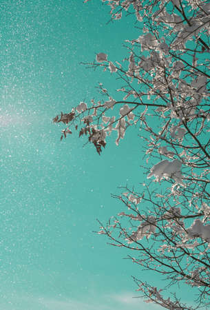 The sun shines in the branches of a tree and the wind sweeps its snowflakes from the tree and creates a wonderful glitter effectの写真素材