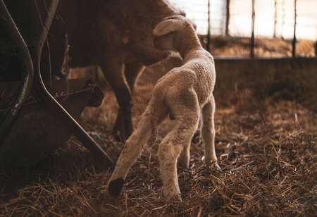 a little white, very freshly born lamb is standing in the barn very curious about everything. still a bit shaky on his feet.の写真素材