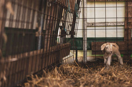 a little white, very freshly born lamb is standing in the barn and trying to standの写真素材