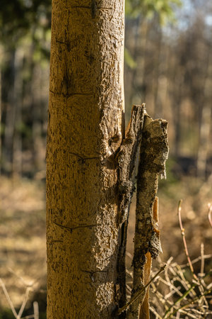 In the forest there is a tree infested with bark beetles, the bark of which falls from the trunk....