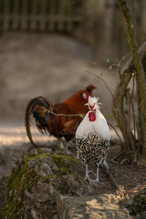 a black and white rooster with a red comb stretches its neck into the air in a wonderful way and...