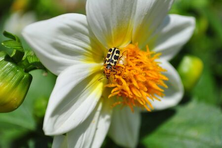 Bug on Yellow and White Flowerの写真素材