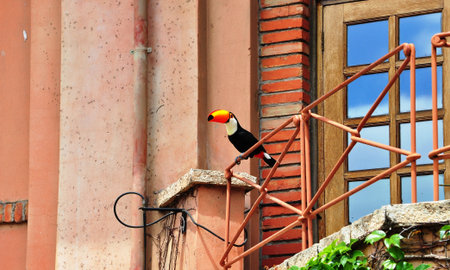 Toucan sitting on porch