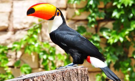 Toucan sitting on a tree stumpの写真素材