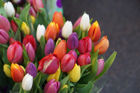 Tulipsの写真素材