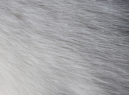 Closeup texture of white cat furの写真素材
