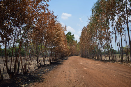 fragments of burned trees near road