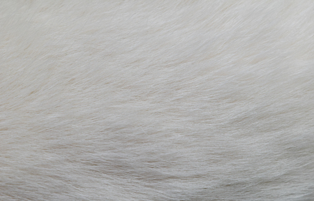 Closeup texture of white cat furの写真素材