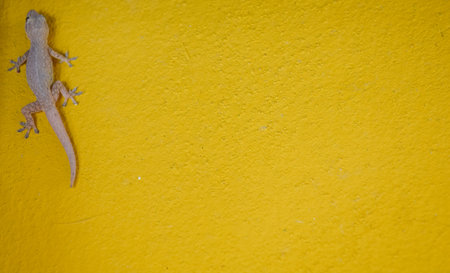 House small lizard - gecko on yellow background for textureの写真素材