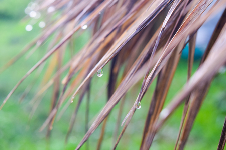 Water droplets on the dry grass in rainy dayの写真素材