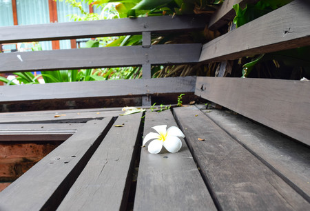 plumeria flower put on wooden table in gardenの写真素材