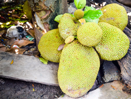 jak fruit on tree