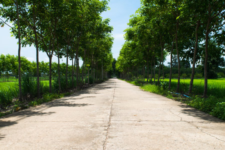 road near rubber treesの写真素材