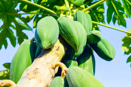 papaya tree with papaya fruitsの写真素材