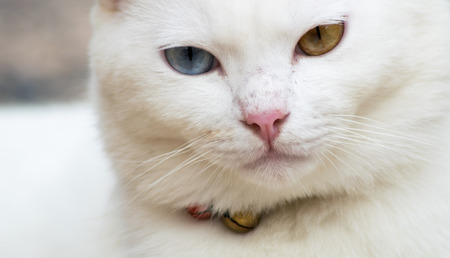 close up face thai white catの写真素材
