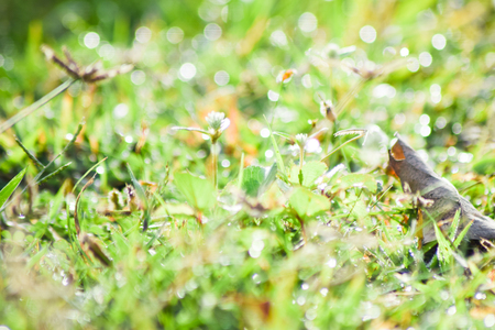 drops of dew on a green grass bokeh backgroundの写真素材