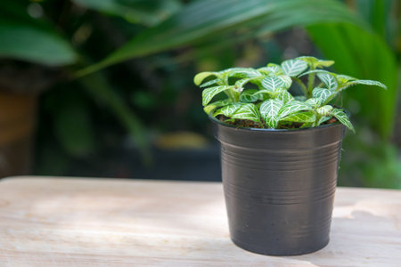 small plant pot on woode tableの写真素材