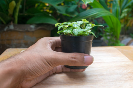 small plant pot with hand holdingの写真素材