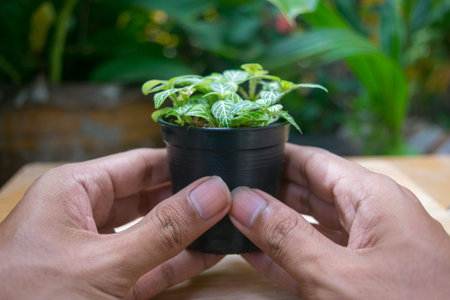 small plant pot with hand holdingの写真素材